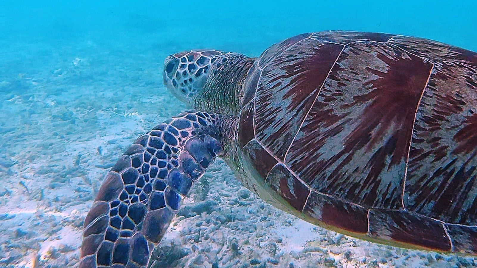 Wasserschildkröte